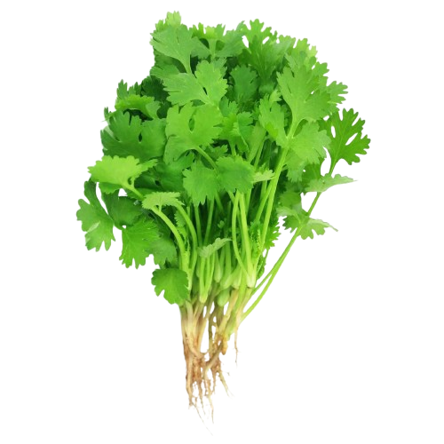 Coriander