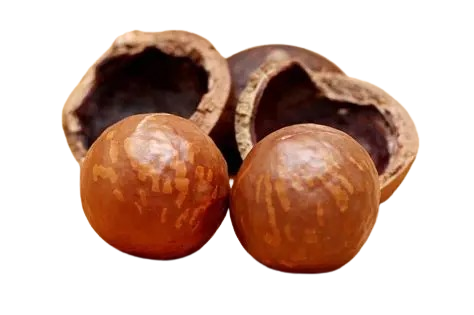 Macadamia