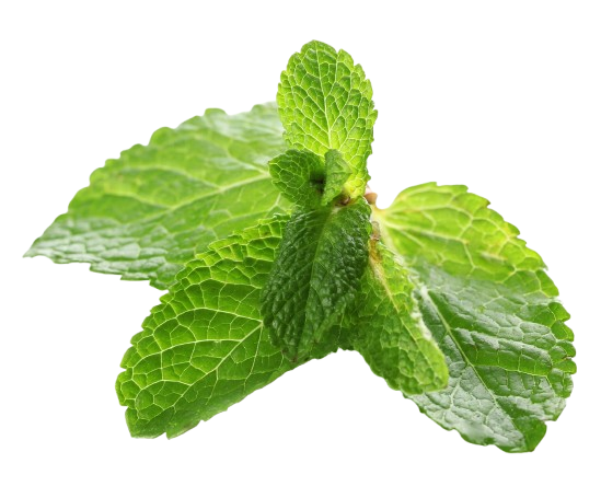 Mint