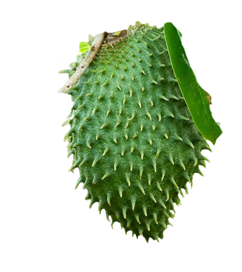 Soursop Fruit
